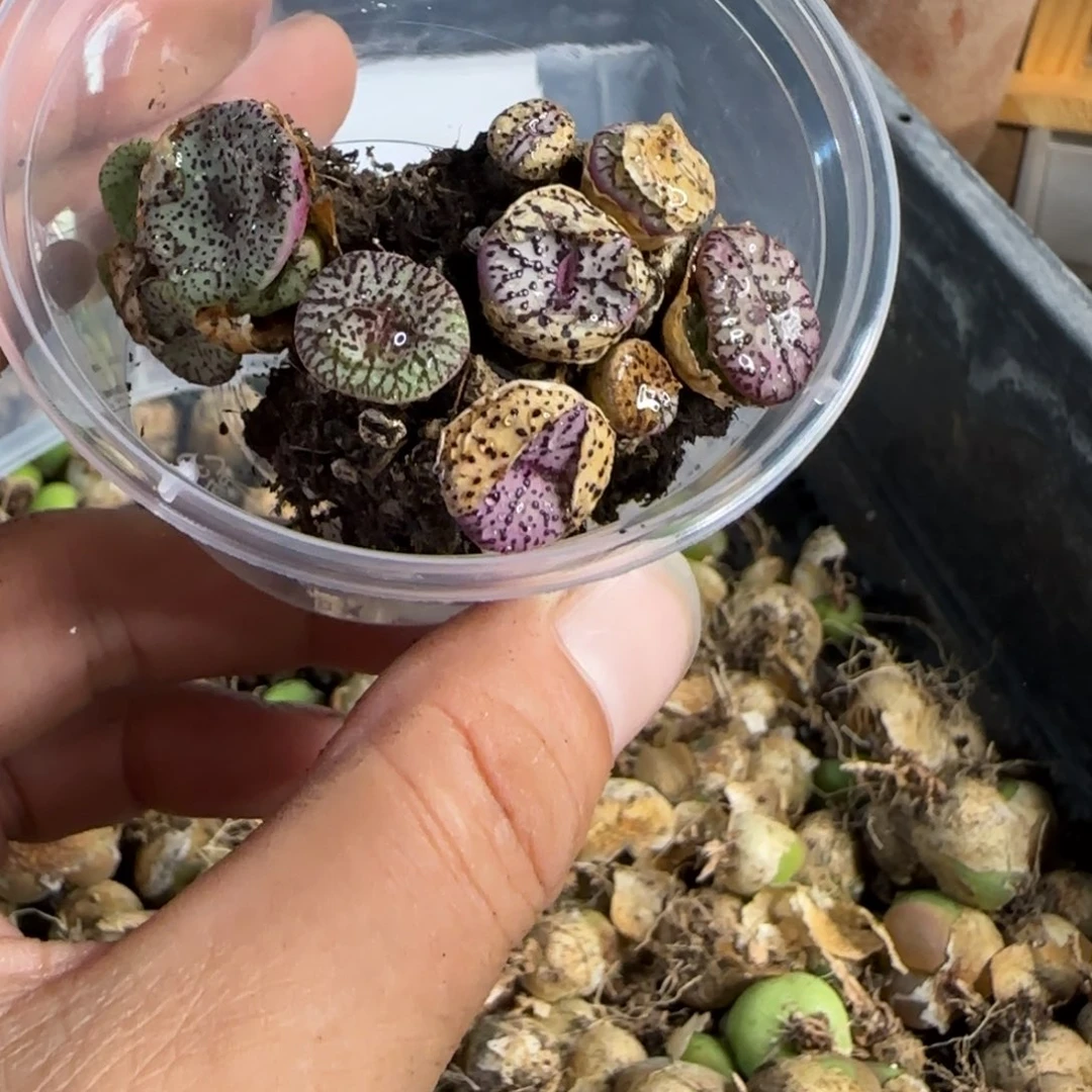 多肉植物学点安蒸啊