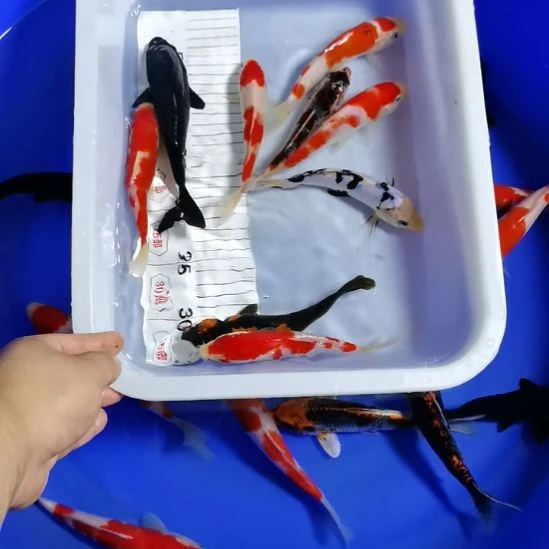 海水锦鲤鱼锦鲤鱼锦鲤