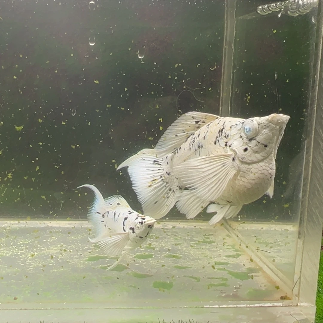 黑玛丽鱼奶牛种鱼一对。