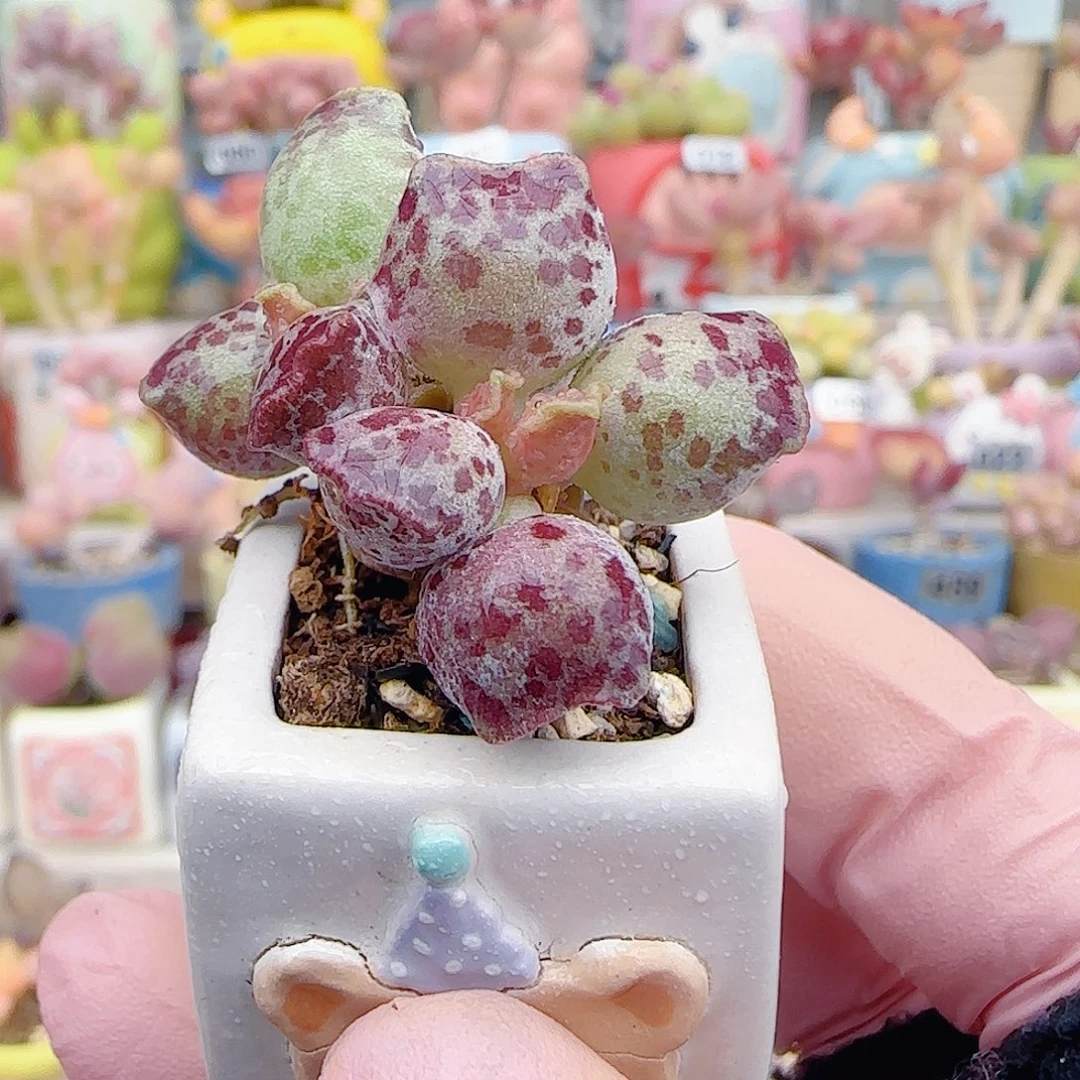 L 站立猫耳 盆口2.5cm