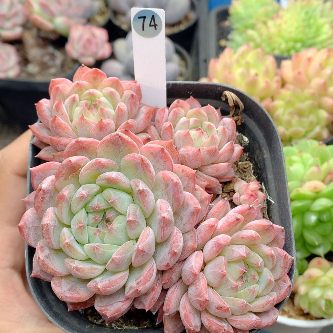 58包邮  群生不包整74