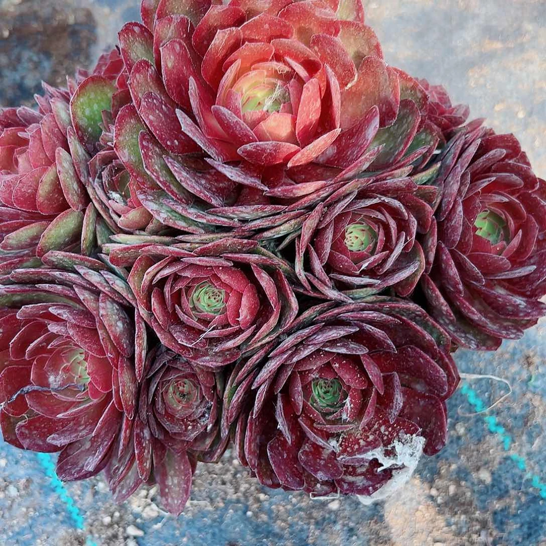 多肉植物红魔法师