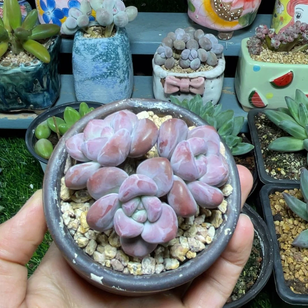 知否小老桩多肉植物