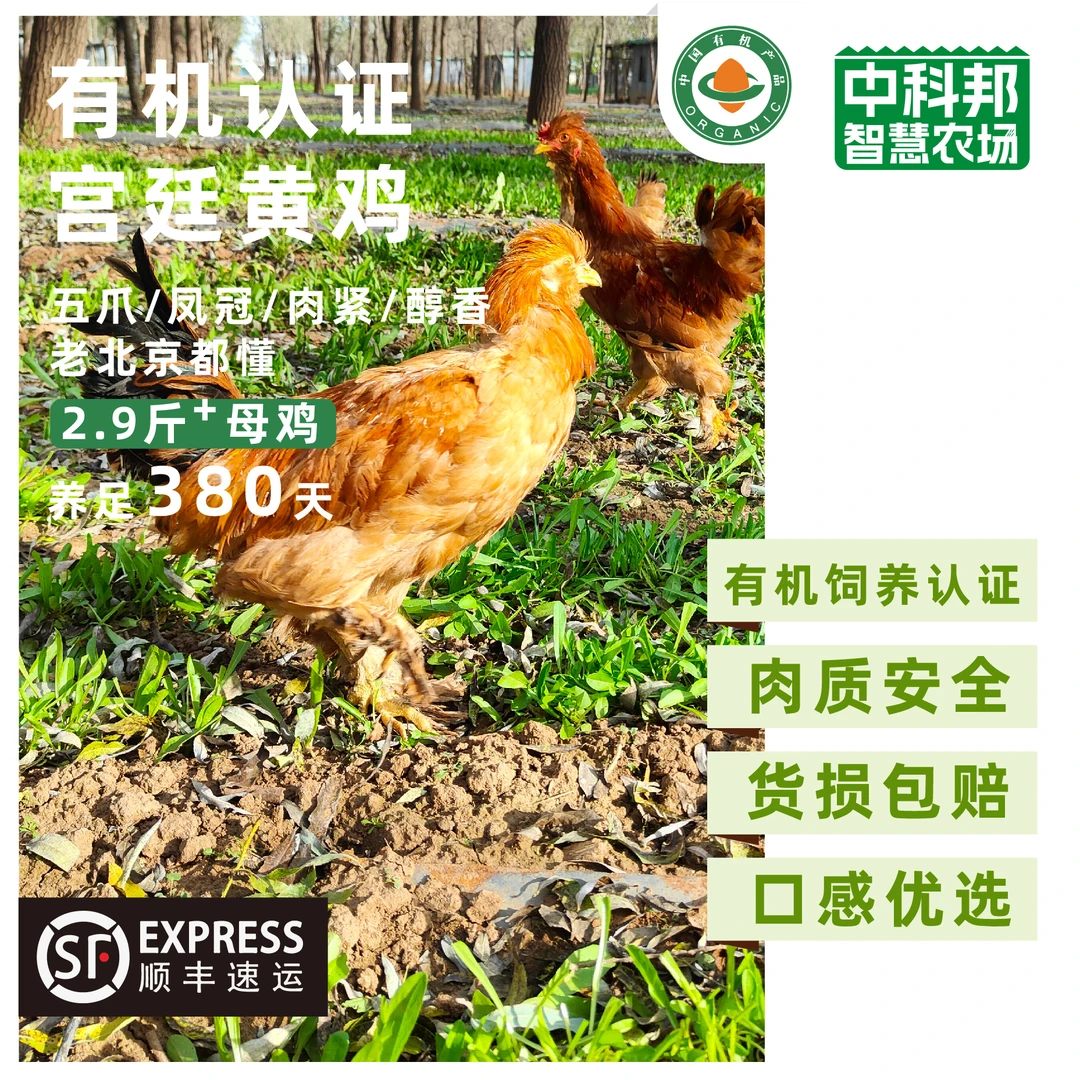 ｜有机认证 宫廷油鸡 ｜ 北京本地草饲溜达鸡 2.9斤约 每日新鲜 杜绝激素饲养 农科院林下经济合作单位