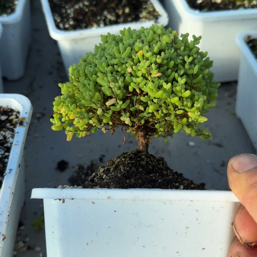 老桩蜜橘带盆带土发