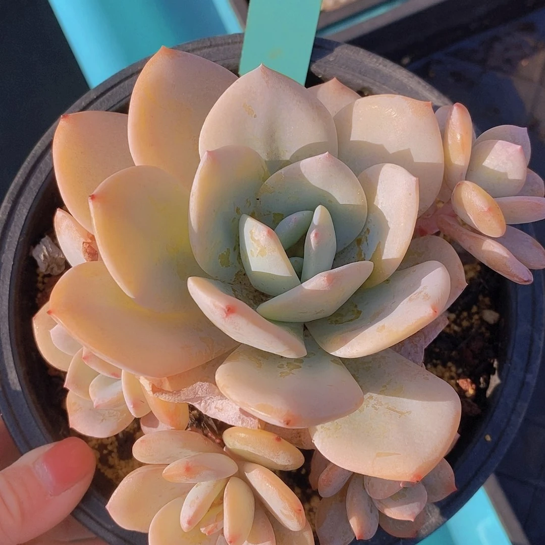 G**肉698多肉植物老桩