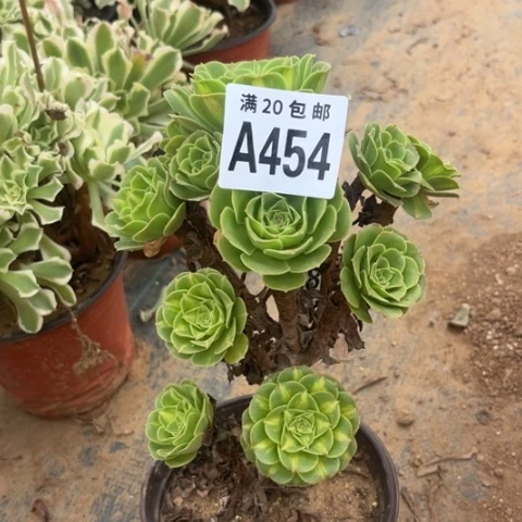454琉璃翡翠不包断枝