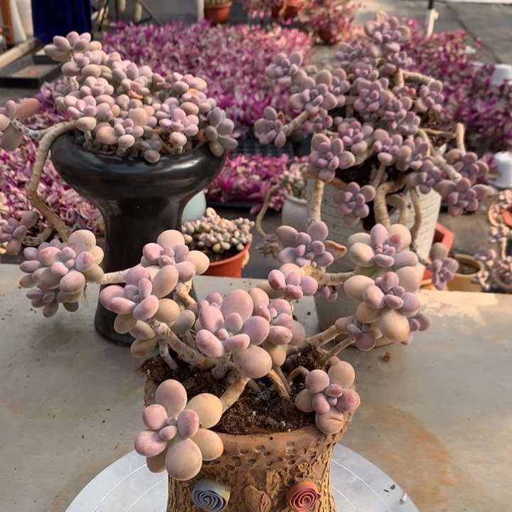 桃蛋老桩不带盆3号