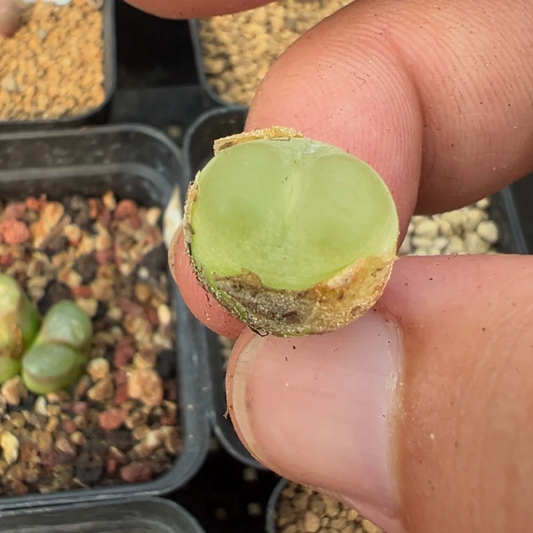 8-52拉登多肉植物