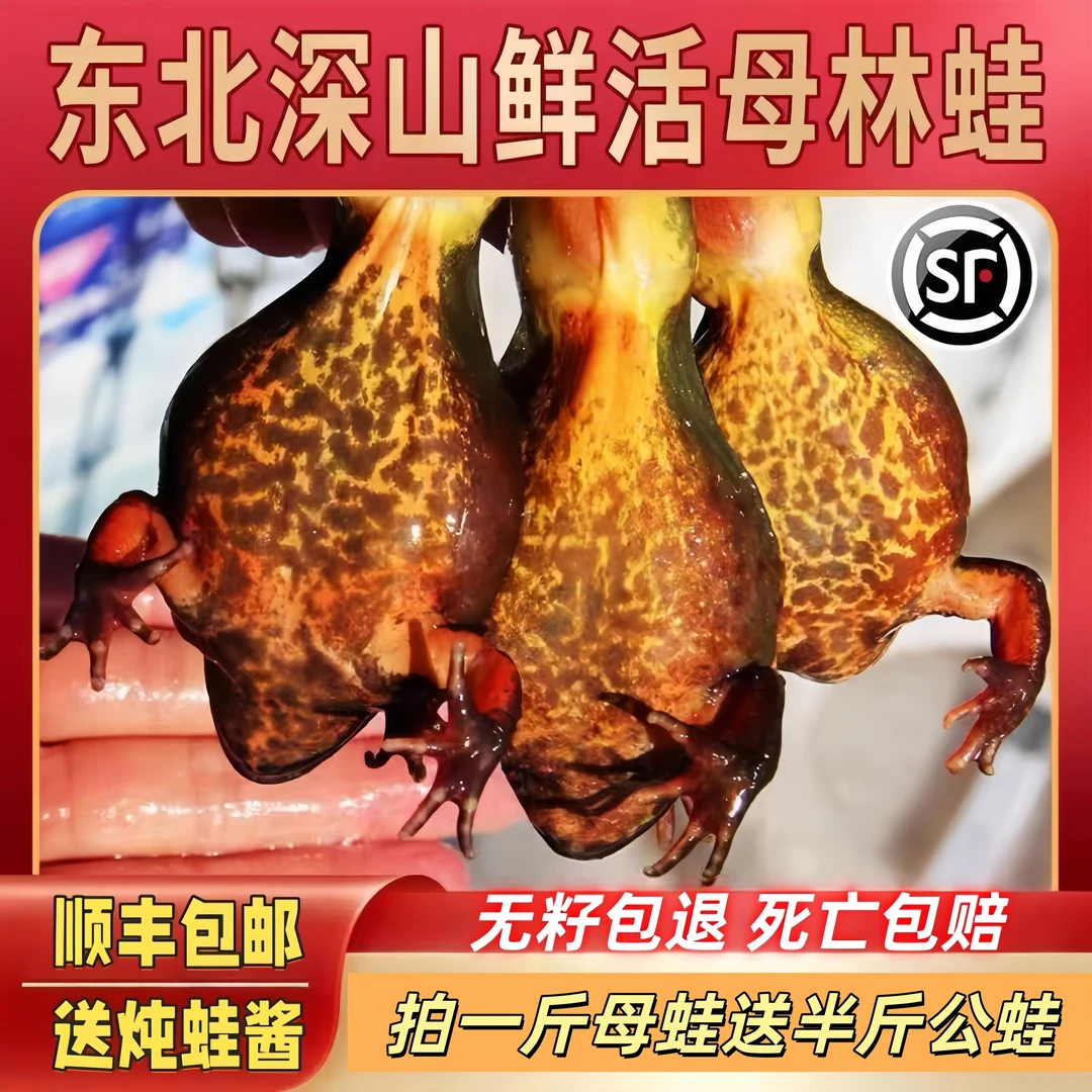 东北鲜活林蛙雪蛤母豹子满油籽蛤蟆顺丰包邮送酱