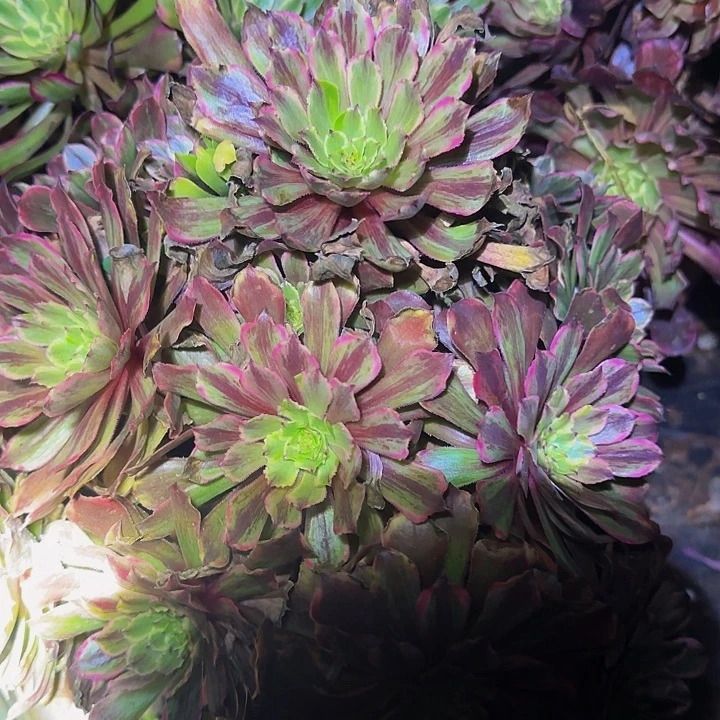 莹*虫花脸粉黛巨无霸亏本福利66