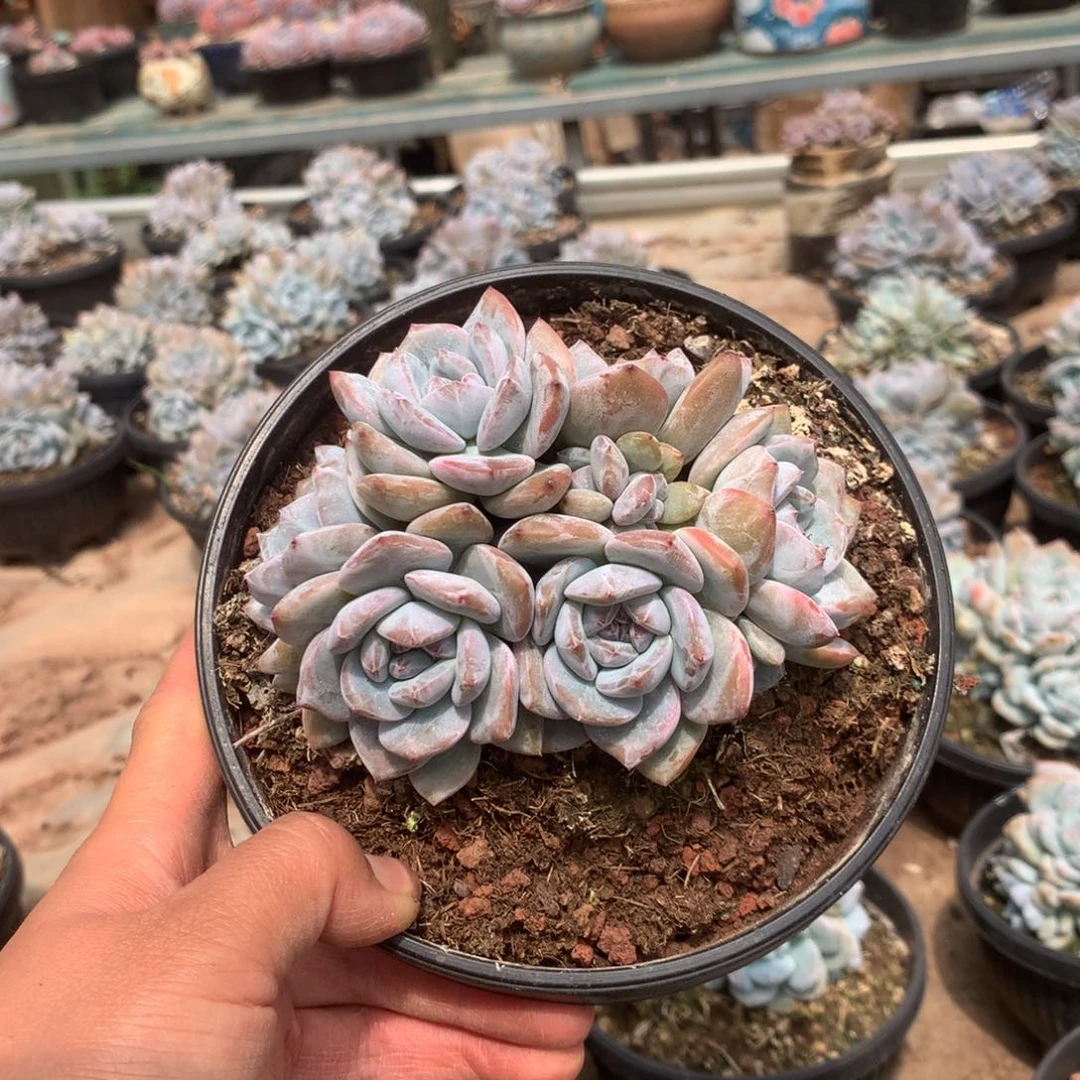 无花朵无砍花花花花花花花花37