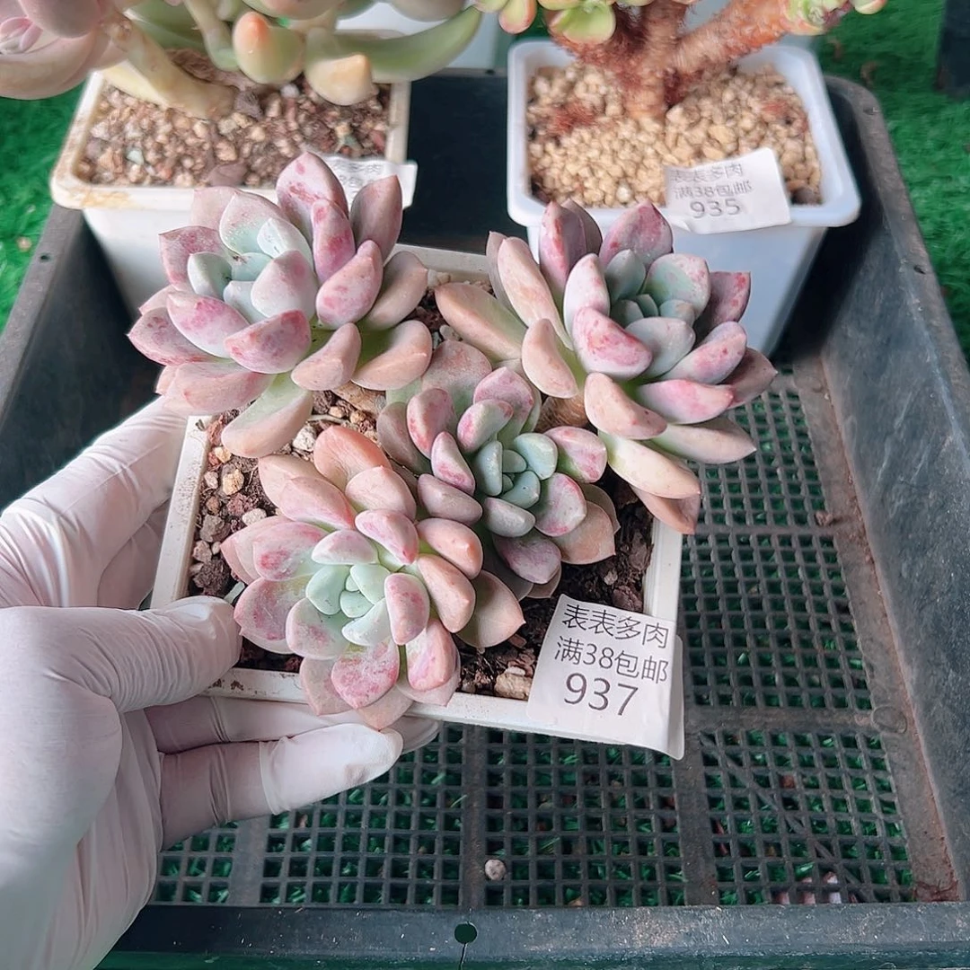 多肉一物一拍植物937