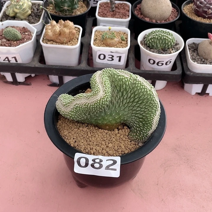 082实生大菊水缀化