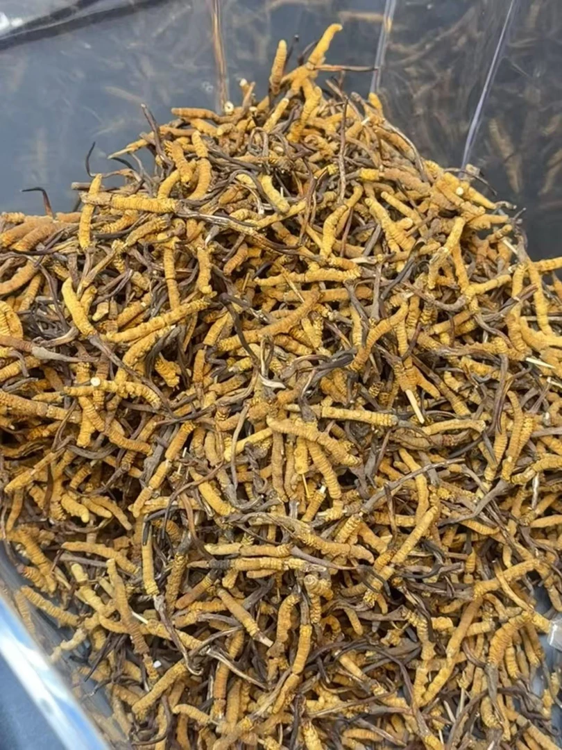 海滋花【那曲断草捡漏链接】滋补