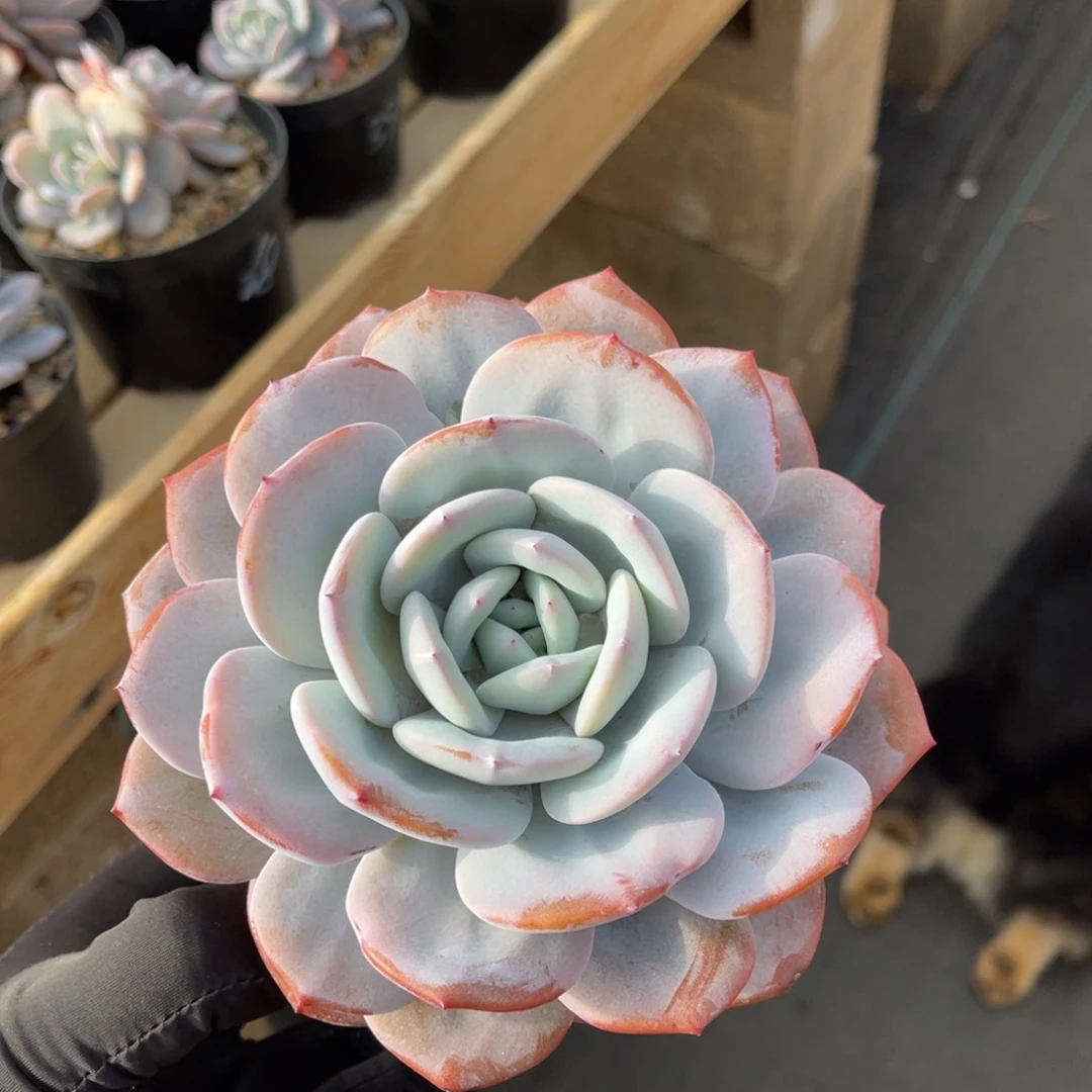 奶茶大单头14公分