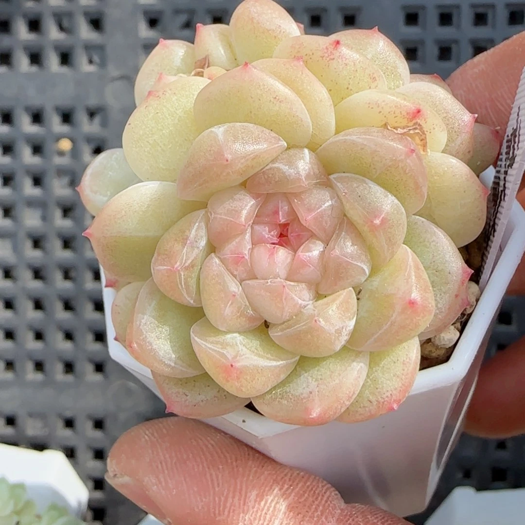 端**雪【闪购商品】0130-155（财富-2）