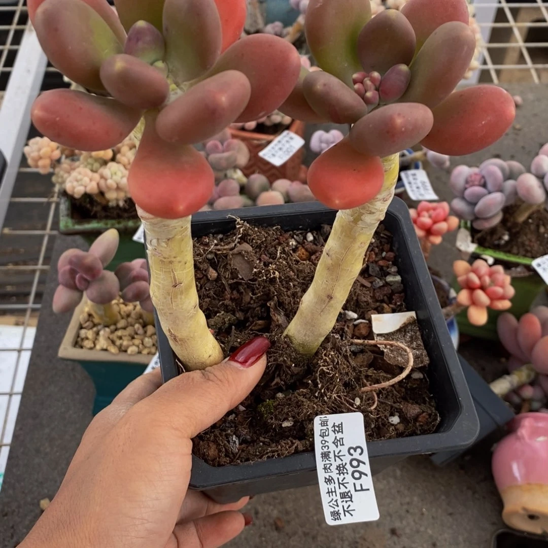 金蟾993/10cm多肉