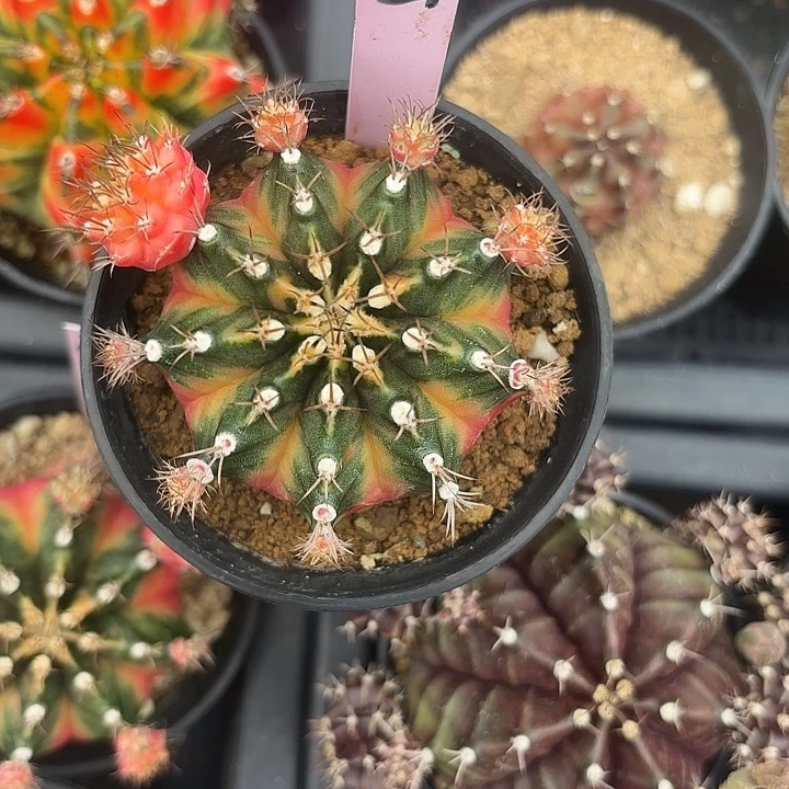 45-0416泰国发货多肉