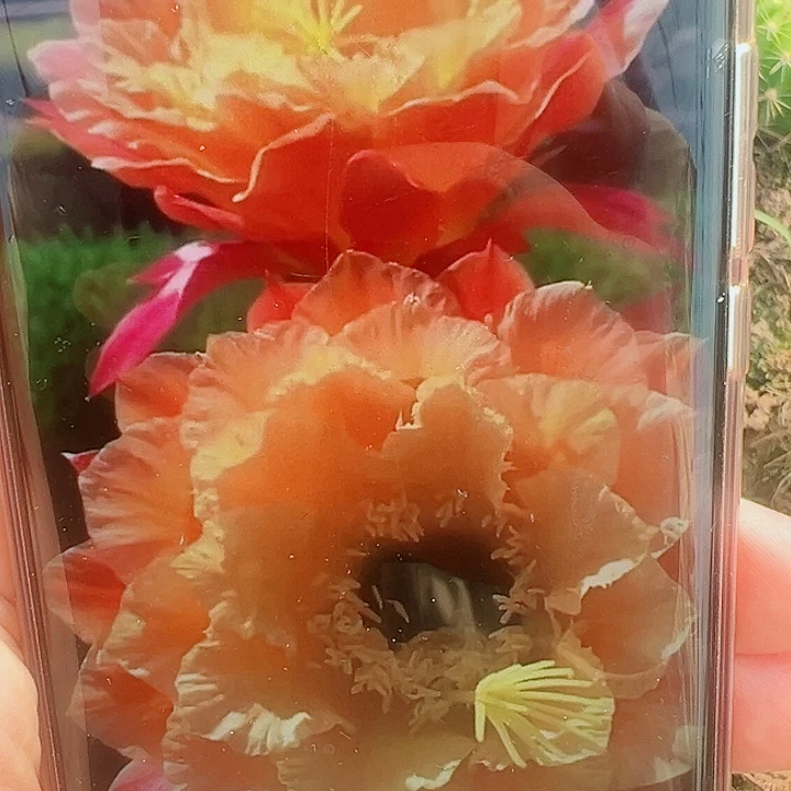 毛花柱歪歪带根   10公分左右