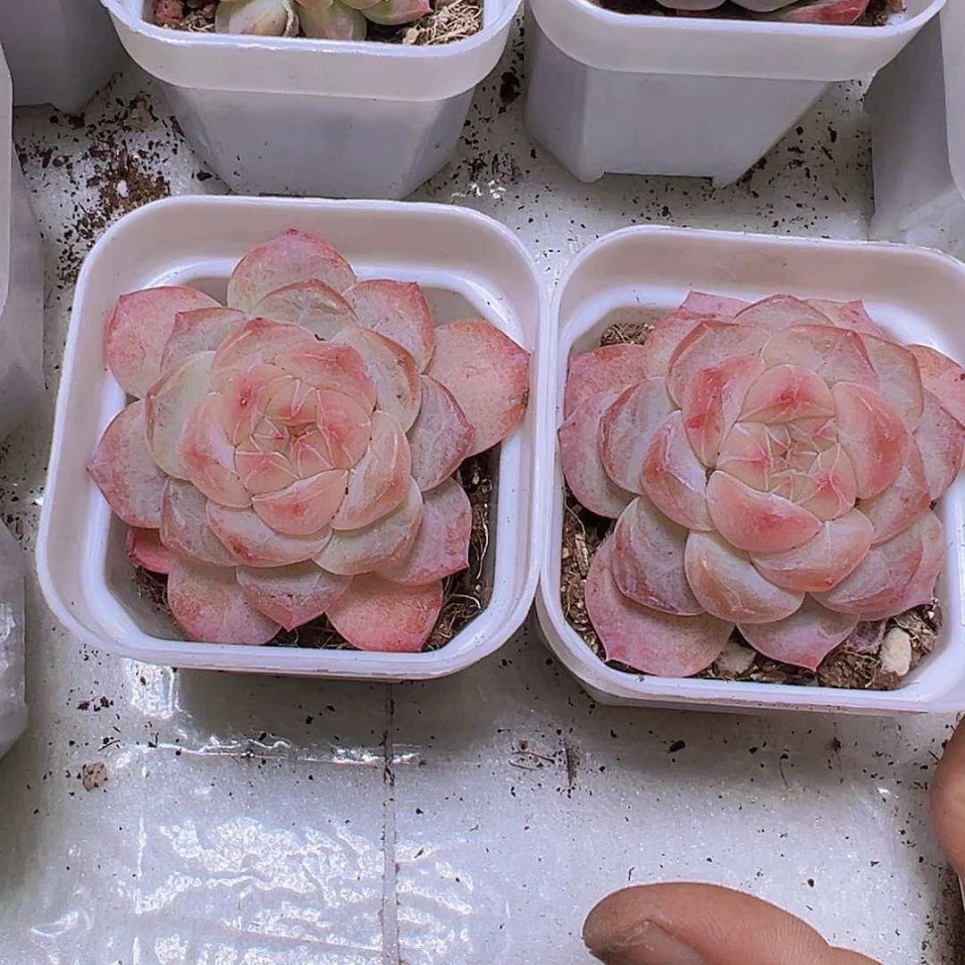 黛玉冰魄19包邮多肉植物