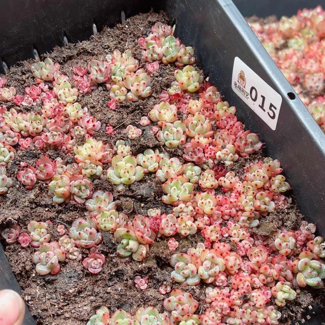 多肉植物多肉植物