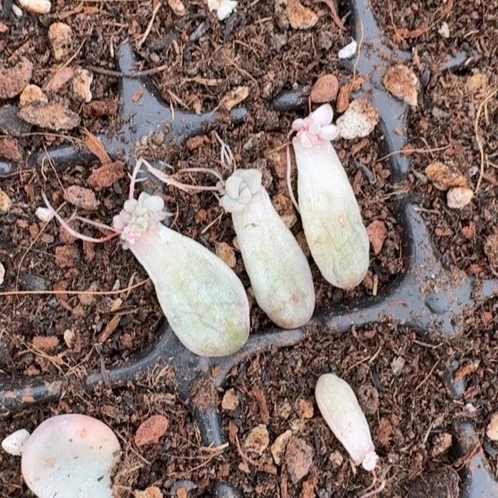 汤圆白锦一物一拍31
