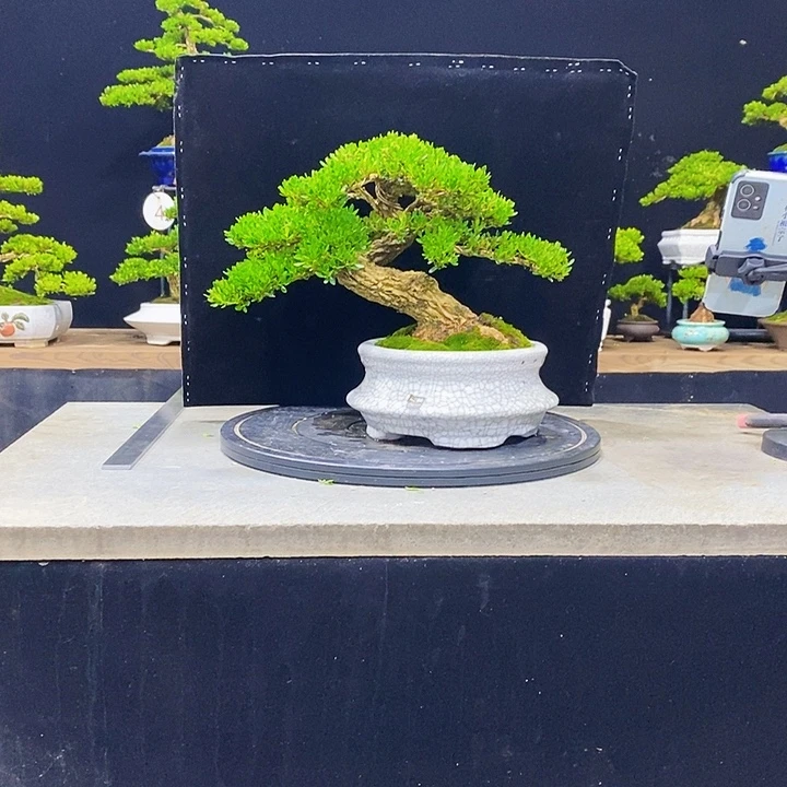 无花朵M黄杨盆景四季常青