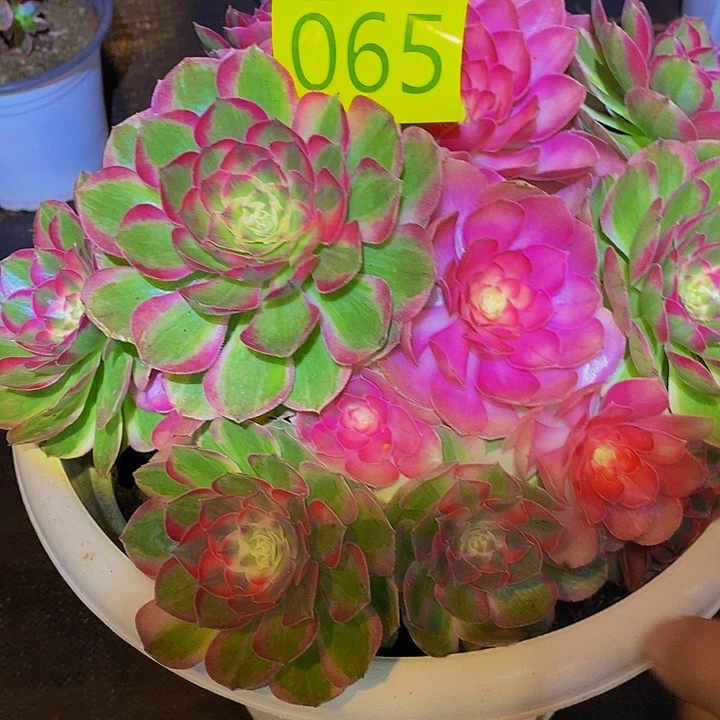 一***┾0865多肉球粉玉芙蓉