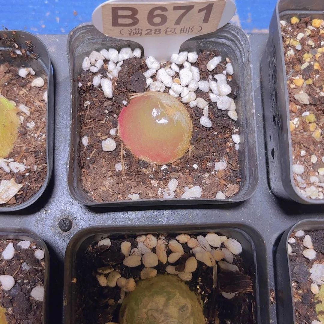 B671灯泡一物一拍