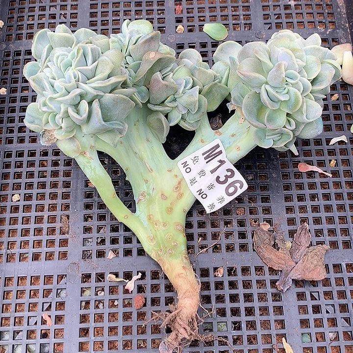 可爱玫瑰缀化 多肉植物 9.17号左右发