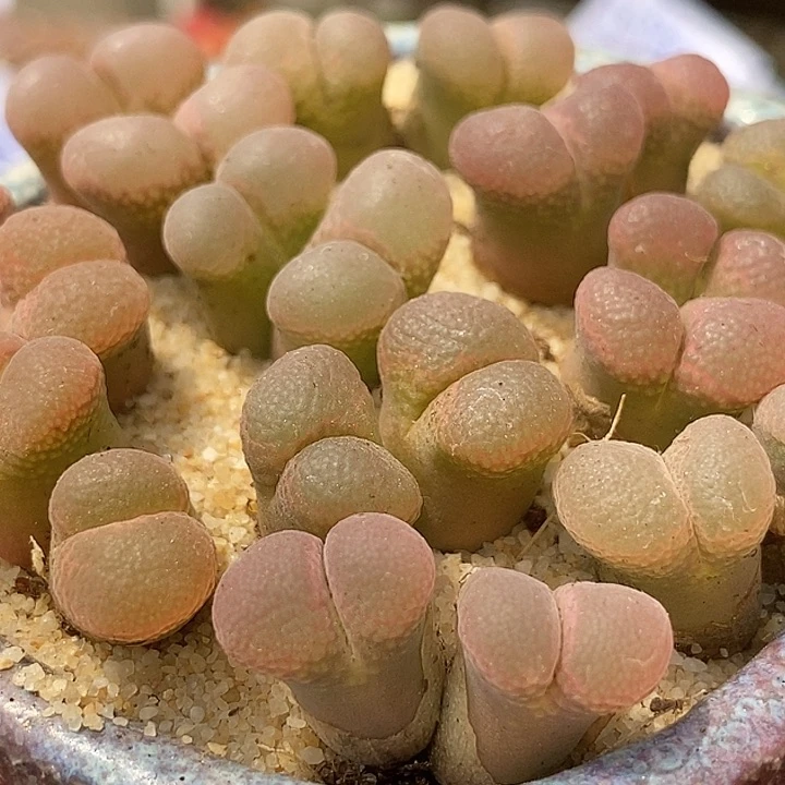 双头透窗风铃一颗