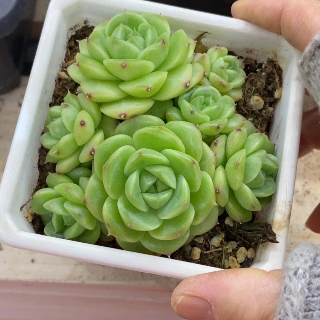 精品多肉一物一拍不包整73