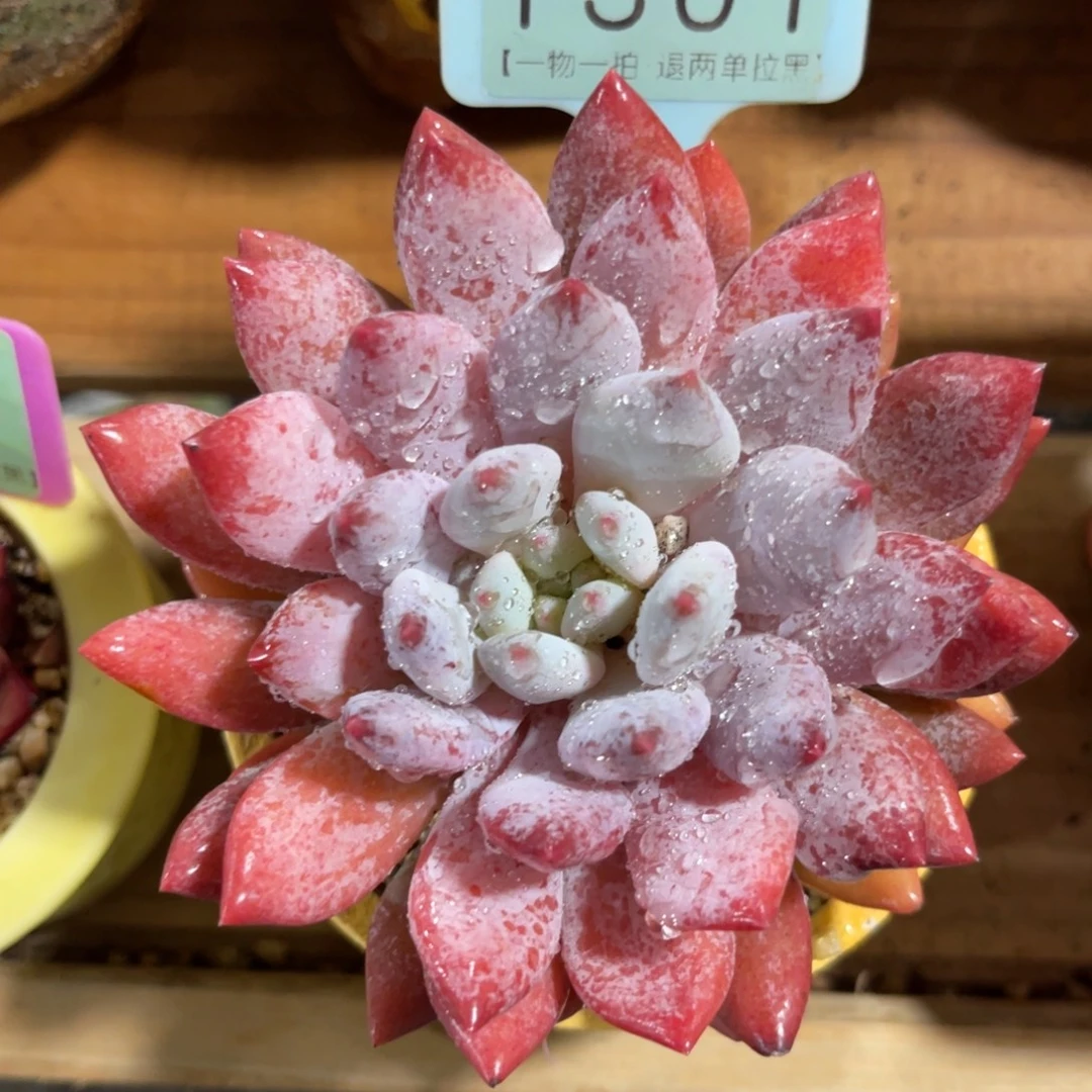 云尘多肉一物一拍不含盆1301