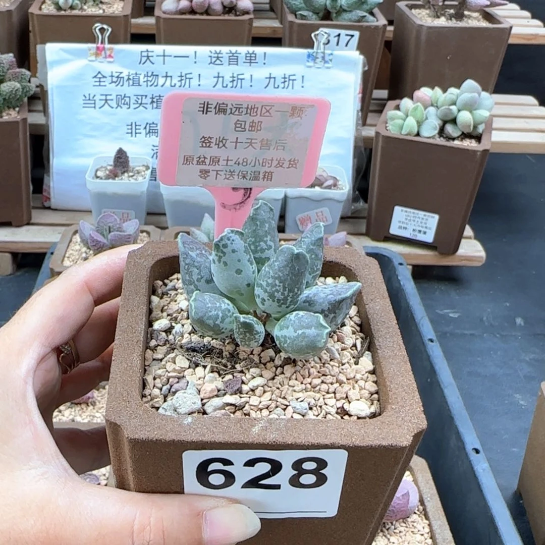628二代紫海报多肉植物