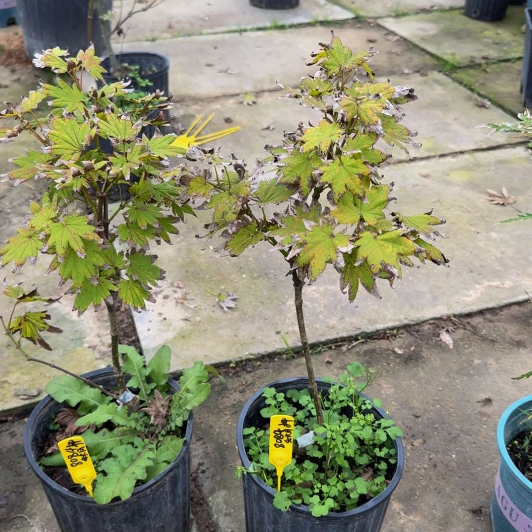 无花朵各种各样的品种