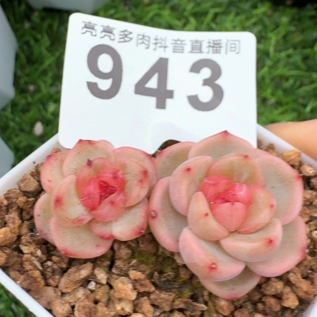 甜心         多肉植物