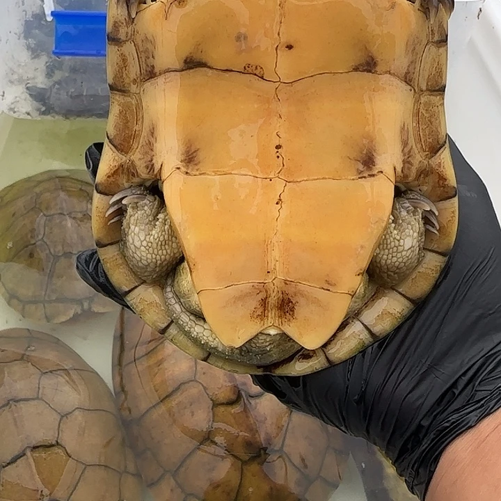 绿毛龟母小青种公