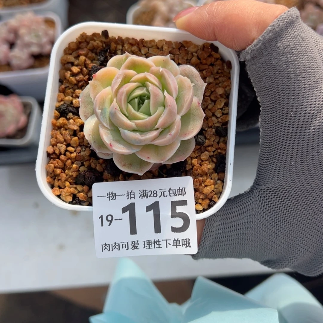 水晶虾饺多肉多肉多肉多肉多肉