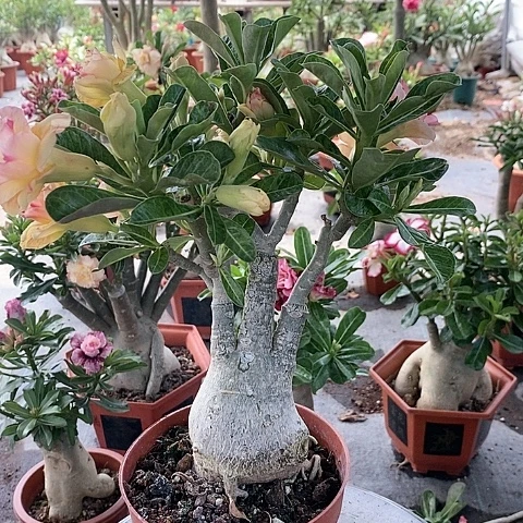 【闪购商品】无花朵@****）