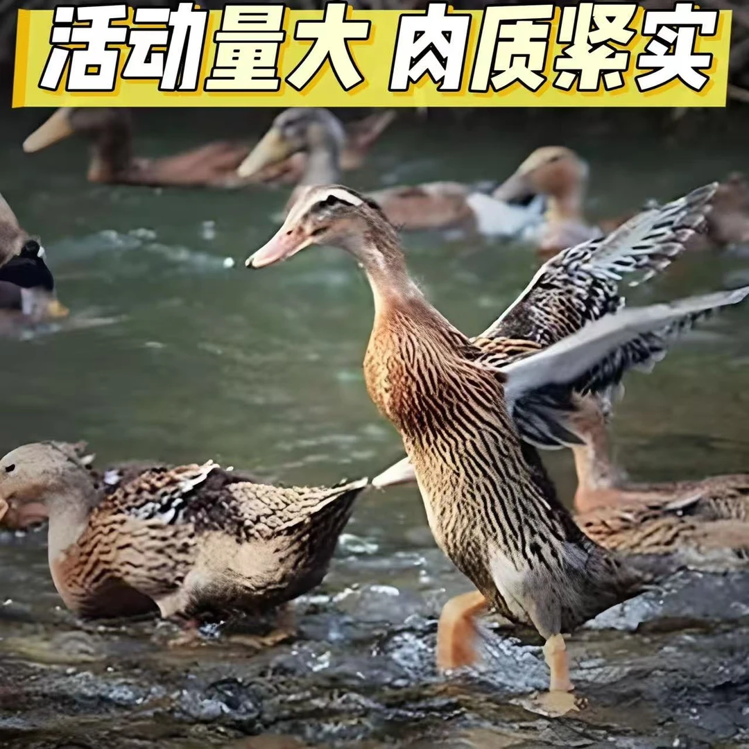 顺丰京东包邮【精选3只】农家自然散养鸭  无掌翅无内脏