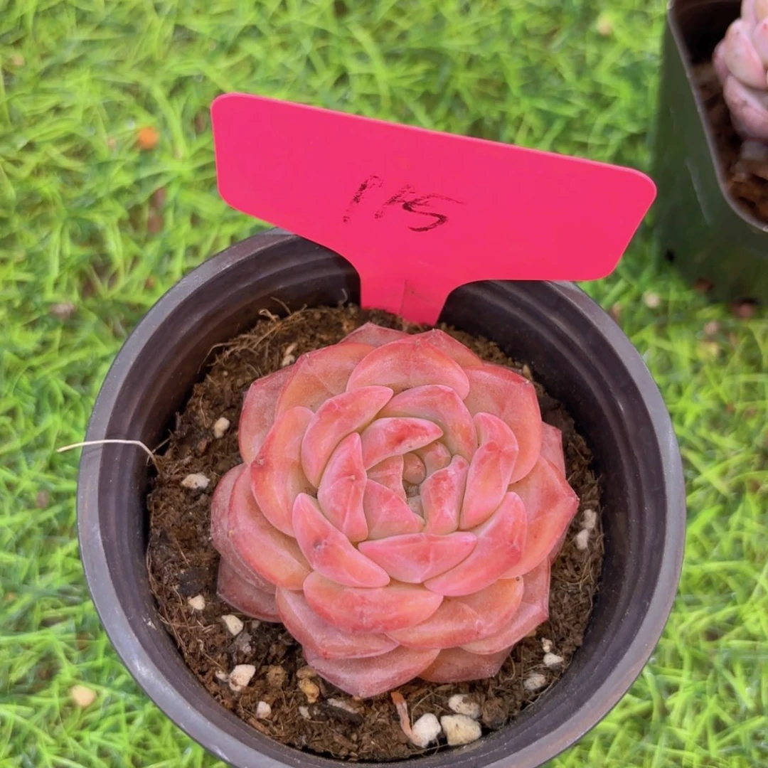 陌**开我的小可爱们都好可爱