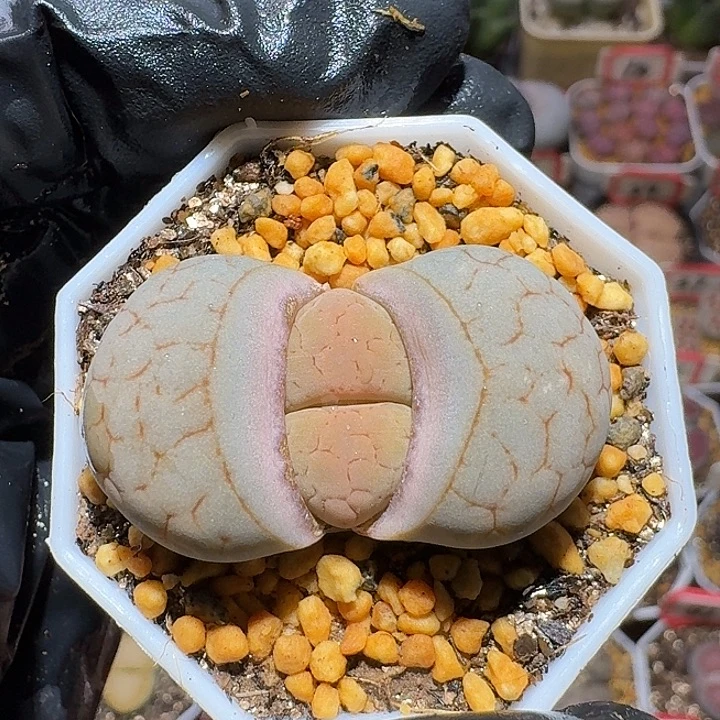 线流蝶2:：。在。 50号