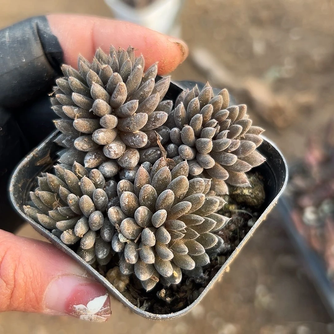 多肉植物颠石莲群