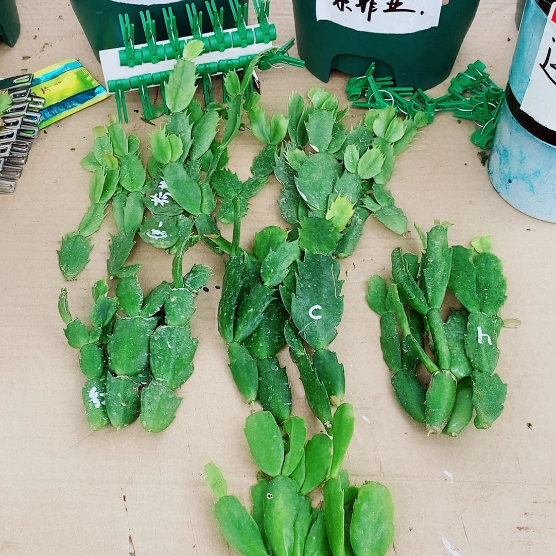 傲***雪无花朵叶片福利一物一拍