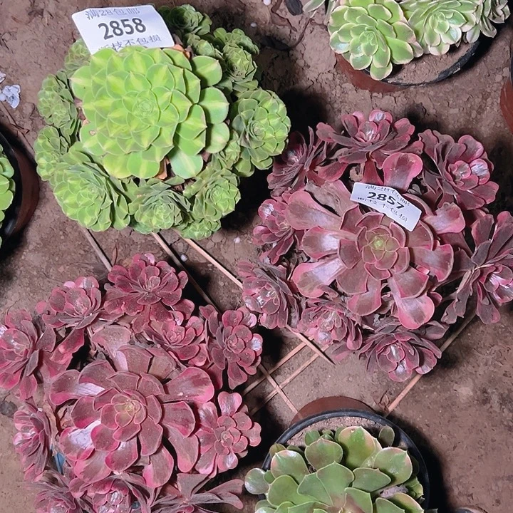 文***培2857 2858两颗多肉植物