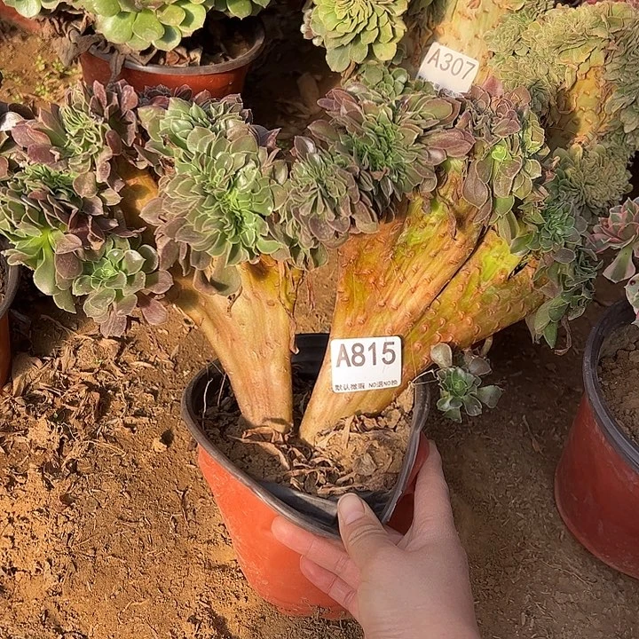 玫瑰缀多肉植物815.