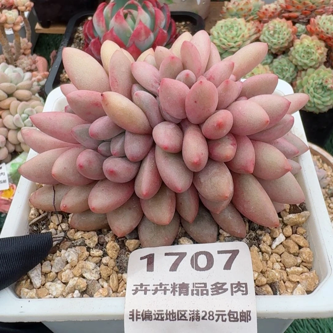 1707一物一拍（满28包邮）