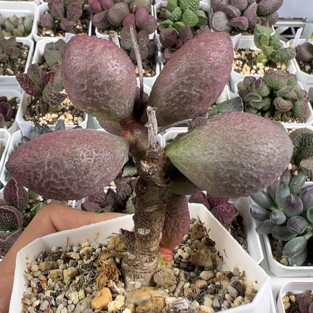 w老桩腹部多肉植物水泡