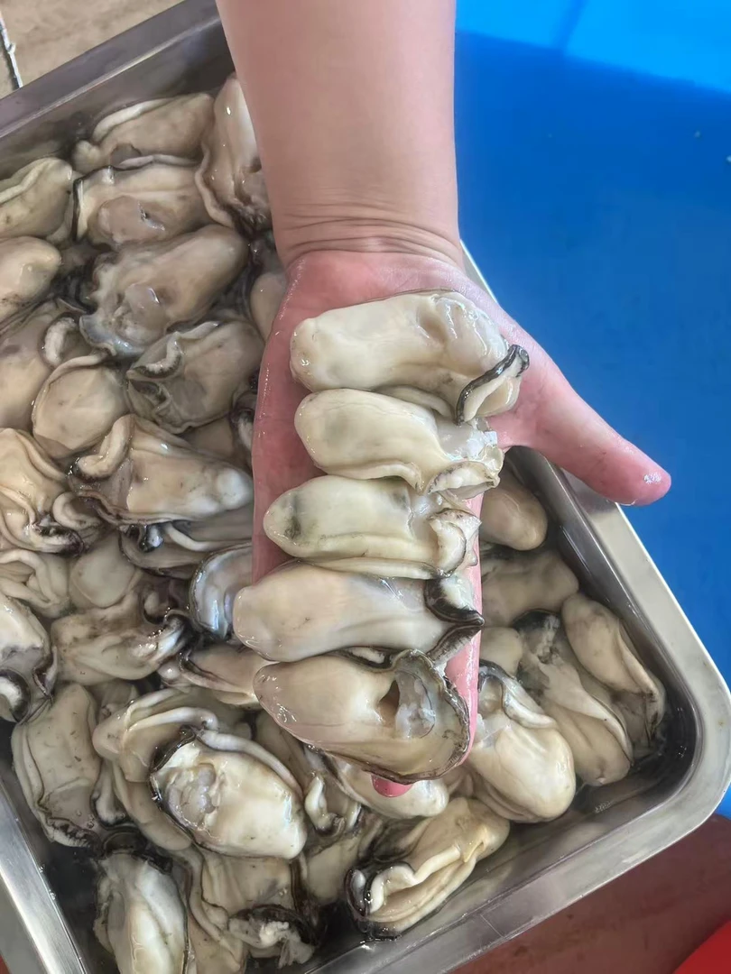 台山本地白肉生蚝 蚝仔（一斤25只到30只左右）顺丰包邮